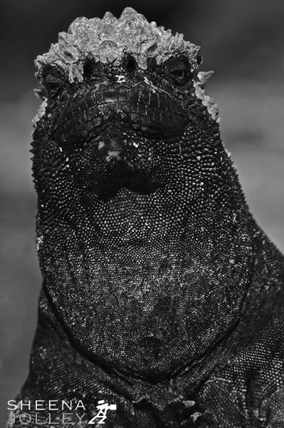 Of Noble Birth (Marine Iguana).jpg - This shot of Marine Iguanas was taken on Fernandina Island in the Galapagos in the early morning. The Iguana sits upright to eject fine plumes of spray from his nostril to rid his body of ingested sea salt and prevent dehydration. This upright posture gives him a lofty appearance which lends itself to a black and white portrait. The Marine Iguana is categorised in the 2008 IUCN Red List of Threatened Species as Vulnerable.
